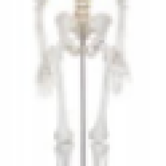 Mô hình xương người 85cm