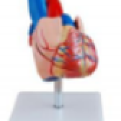 Mô hình tim