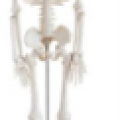 Mô hình xương người 180cm
